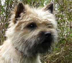 Cairn Bries Cacharel Amor Amor